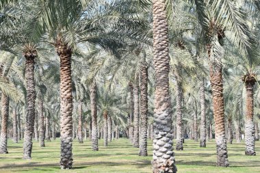 Sharjah, Birleşik Arap Emirlikleri 'ndeki Al Noor Adası' ndaki palmiye ağaçları 3 Ocak 2024 'te görüldü..