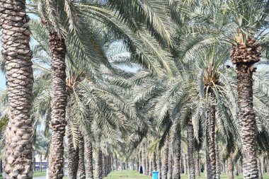 Sharjah, Birleşik Arap Emirlikleri 'ndeki Al Noor Adası' ndaki palmiye ağaçları 3 Ocak 2024 'te görüldü..