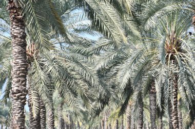 Sharjah, Birleşik Arap Emirlikleri 'ndeki Al Noor Adası' ndaki palmiye ağaçları 3 Ocak 2024 'te görüldü..