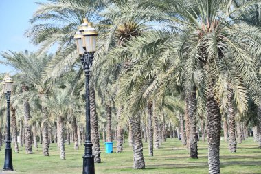 Sharjah, Birleşik Arap Emirlikleri 'ndeki Al Noor Adası' ndaki palmiye ağaçları 3 Ocak 2024 'te görüldü..