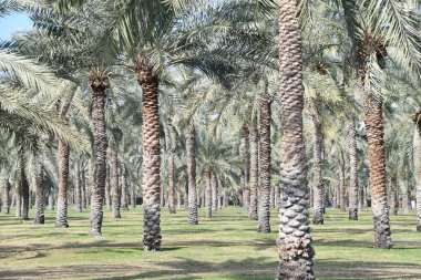 Sharjah, Birleşik Arap Emirlikleri 'ndeki Al Noor Adası' ndaki palmiye ağaçları 3 Ocak 2024 'te görüldü..