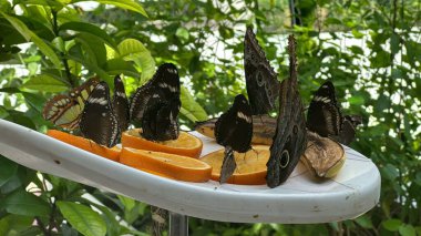 A Close-up Of A Butterfly