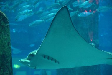 Bir akvaryumda su vatozu