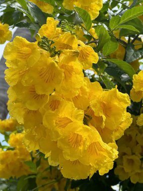 Güzel Sarı Trompet Çiçekleri