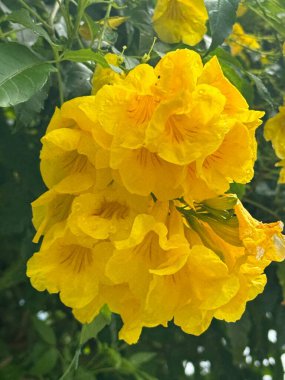 Güzel Sarı Trompet Çiçekleri