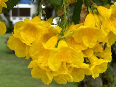 Beautiful Yellow Trumpet Flowers clipart