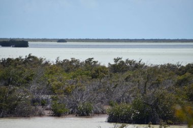 Turks ve Caicos Adalarındaki Kuzey Caicos adasında Flamingo Pond Overlook