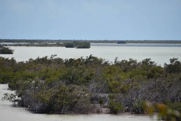 stock image Flamingo Pond Overlook on North Caicos island in the Turks and Caicos Islands