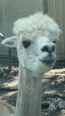 Çiftlikte bir alpaka