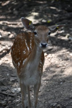 bir geyik bir hayvanat bahçesi