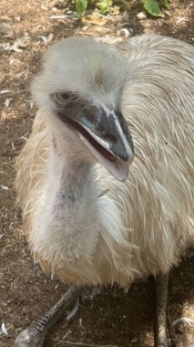 A Big Emu Bird in its Habitat clipart