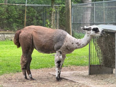 alpaka bir hayvanat bahçesi