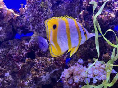 Bakır bant Akvaryumda Kelebek