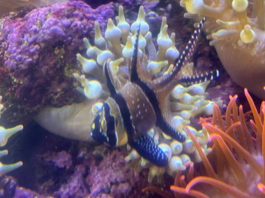 Bir akvaryum içinde su balık