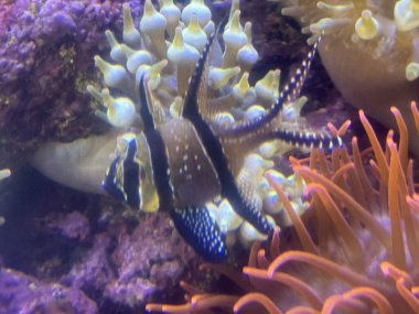 Bir akvaryum içinde su balık