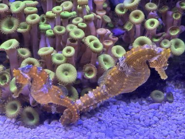 Akvaryumdaki Küçük Deniz Atı