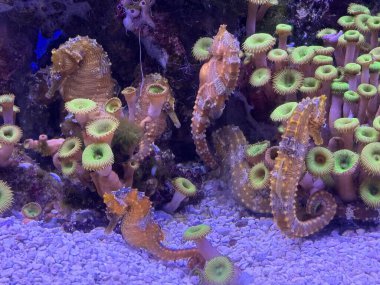 Akvaryumdaki Küçük Deniz Atı