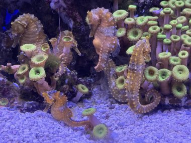 Akvaryumdaki Küçük Deniz Atı