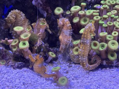 Akvaryumdaki Küçük Deniz Atı