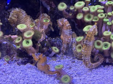 Akvaryumdaki Küçük Deniz Atı