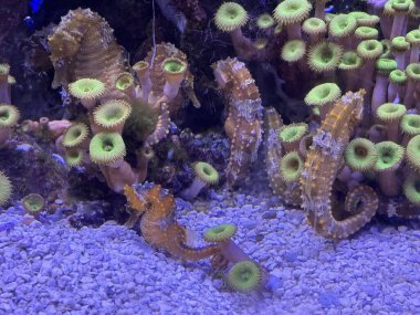 Akvaryumdaki Küçük Deniz Atı