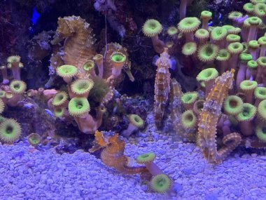 Akvaryumdaki Küçük Deniz Atı