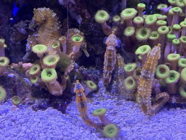 Akvaryumdaki Küçük Deniz Atı