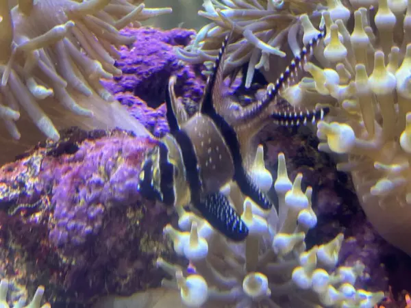 Bir akvaryum içinde su balık