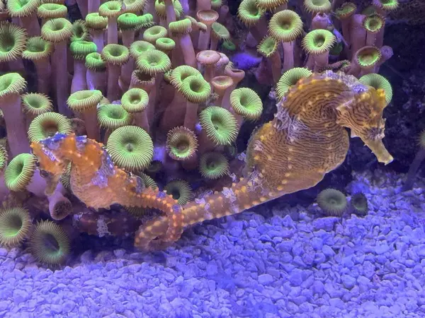 stock image Little Seahorse in an Aquarium