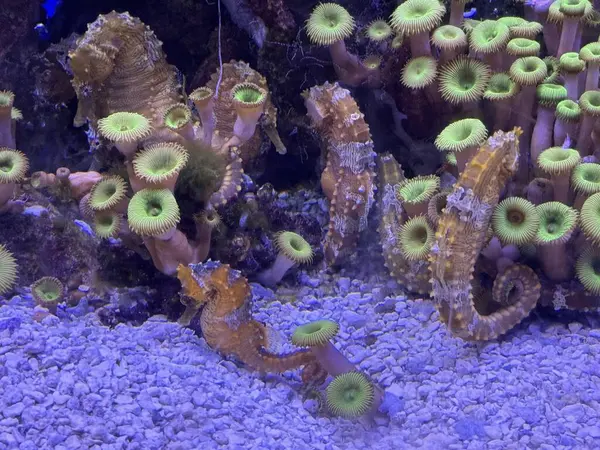 Akvaryumdaki Küçük Deniz Atı