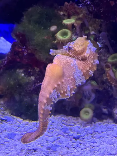 stock image Little Seahorse in an Aquarium