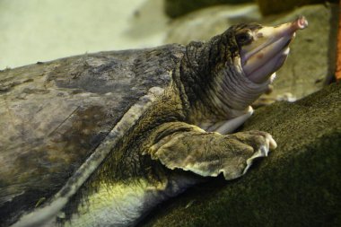 Sudaki Domuz Burunlu Kaplumbağa