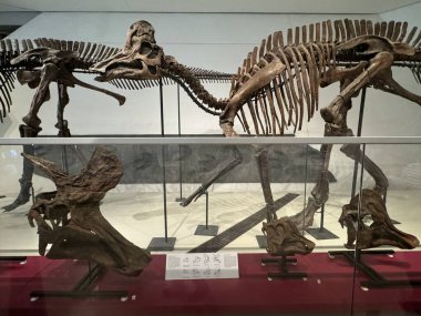 25 Mayıs 2024 'te Kanada' nın Toronto kentindeki Royal Ontario Müzesi 'nde sergi açıldı..