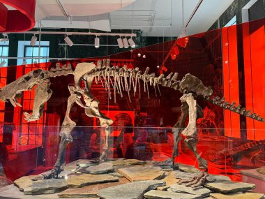 25 Mayıs 2024 'te Kanada' nın Toronto kentindeki Royal Ontario Müzesi 'nde sergi açıldı..