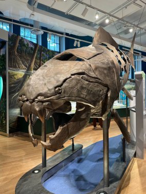 25 Mayıs 2024 'te Kanada' nın Toronto kentindeki Royal Ontario Müzesi 'nde sergi açıldı..