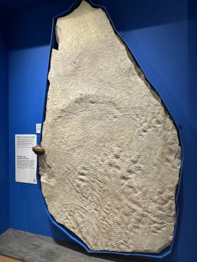 25 Mayıs 2024 'te Kanada' nın Toronto kentindeki Royal Ontario Müzesi 'nde sergi açıldı..