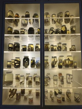 25 Mayıs 2024 'te Kanada' nın Toronto kentindeki Royal Ontario Müzesi 'nde sergi açıldı..