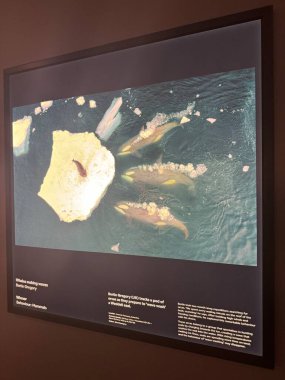 TORONTO, ON - 25 Mayıs 2024 tarihinde Kanada 'nın Toronto kentindeki Royal Ontario Müzesinde Yılın Vahşi Yaşam Fotoğrafçısı.