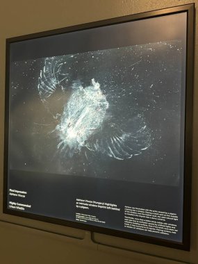 TORONTO, ON - 25 Mayıs 2024 tarihinde Kanada 'nın Toronto kentindeki Royal Ontario Müzesinde Yılın Vahşi Yaşam Fotoğrafçısı.