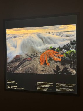 TORONTO, ON - 25 Mayıs 2024 tarihinde Kanada 'nın Toronto kentindeki Royal Ontario Müzesinde Yılın Vahşi Yaşam Fotoğrafçısı.
