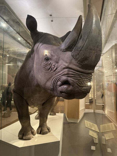 TORONTO, ON - MAY 25: Exhibit at the Royal Ontario Museum in Toronto, Canada, as seen on May 25, 2024.