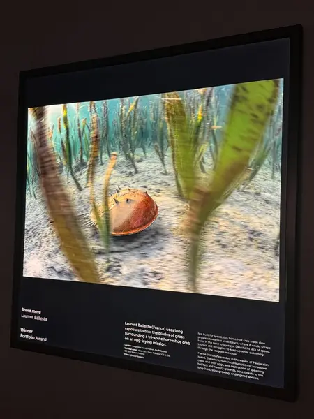 Stock image TORONTO, ON - MAY 25: Wildlife Photographer of the Year exhibit at the Royal Ontario Museum in Toronto, Canada, as seen on May 25, 2024.