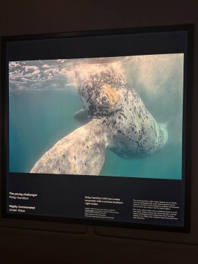 TORONTO, ON - 25 Mayıs 2024 tarihinde Kanada 'nın Toronto kentindeki Royal Ontario Müzesinde Yılın Vahşi Yaşam Fotoğrafçısı.
