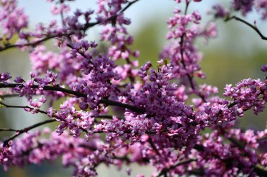 İlkbaharda güzel kiraz çiçekleri