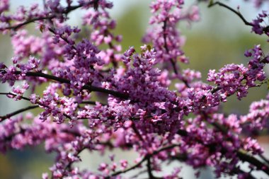 İlkbaharda güzel kiraz çiçekleri