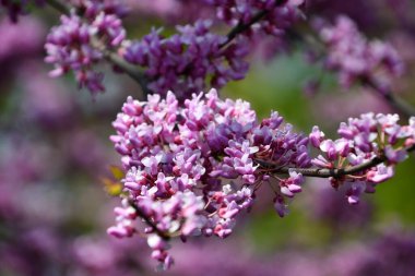 İlkbaharda güzel kiraz çiçekleri