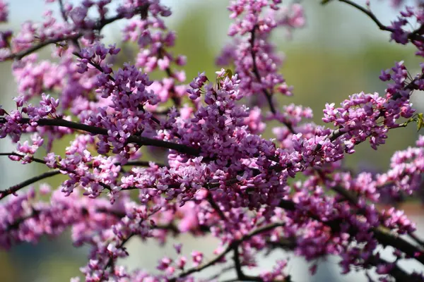 İlkbaharda güzel kiraz çiçekleri