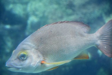 Bir akvaryum renkli balık