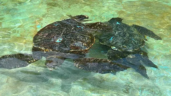 Stock image A Green Sea Turtle in Hawaii