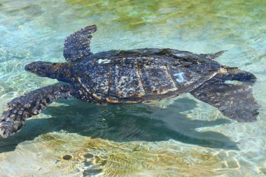 Hawaii 'de bir Yeşil Deniz Kaplumbağası